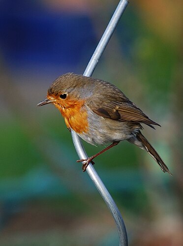 Зарянка (Erithacus rubecula) в Рейнланд-Пфальце, Германия.