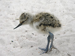 Pichón d'avoceta.