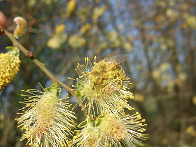 Männliche Blütenkätzchen von Salix cinerea mit Honigbiene