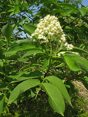 Sambucus racemosa subsp. sieboldiana
