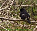 Pied bushchat