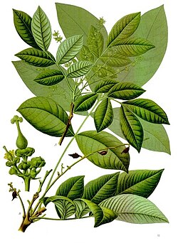 Šellakipuu illustratsioon raamatust "Köhler's Medizinal-Pflanzen"