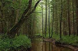 La mitad del país está cubierto por bosques.[44]​