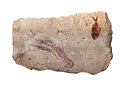 Specimen from a palaeontological site of Lebanon