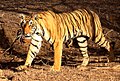 Tiger at Ranthambore National Park