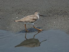 Terekija (Xenus cinereus)