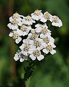 Yarrow (Achillea millefolium).jpg