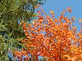 31.10.09 Herbstlaub