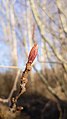 Alnus incana var. tenuifolia next to the Columbia River in East Wenatchee, Douglas County Washington