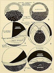 Meerlagige coeloblastula (A, B) en gastrula (C, D, E, F) bij amfibieën