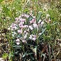 Bog-rosemary