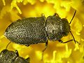 Keturtaškis blizgiavabalis (Anthaxia quadripunctata)