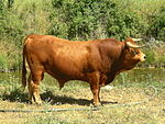 taureau rouge à cornes pointées en avant et stature trapue.