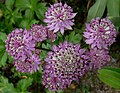 Astrantia major var. Star of Beauty