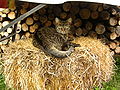 Farmer's Cat