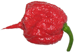 Плод Carolina reaper