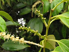 Inflorescence mâle (à gauche, pâle) et femelle (au centre, verte)