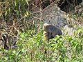 Trachypithecus poliocephalus au Parc National de Cát Bà, Viêt Nam.