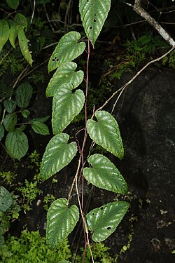 Cissus bicolor