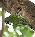 Feeding Juvenile at nest in Kolkata, West Bengal, India