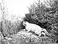 Die Gartenlaube (1876) b 683.jpg Ein Harzer Wildkater