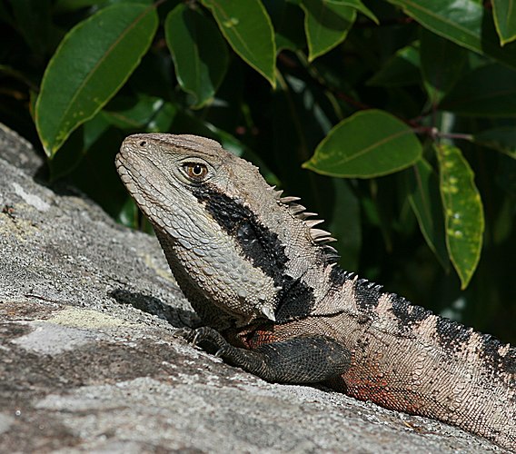 Австралийская водяная агама (Physignathus lesueurii) вблизи резервата Гротто-Пойнт (Сидней, Австралия)