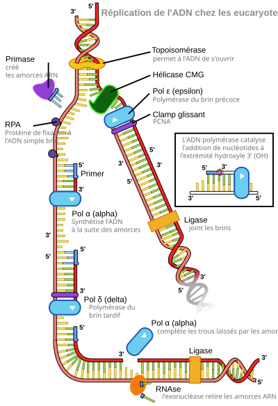 schéma de la fourche de réplication montrant que les deux brins d'ADN sont séparés pour permettre la synthèse de 2 nouveaux brins.