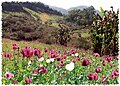 Champs de pavots en Birmanie. Le lucratif commerce de l'opium fut l'un des causes occultes de la troisième guerre anglo-birmane.