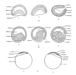 Gastrulatie en vorming van het entoderm in de drie soorten Chordadieren-embryo's. Alles weergegeven in de mediane sagittale doorsnede. A, lancetvisje (meroblastische, telolecithale, discoidale klieving); 1, begin van de instulping; 2, instulping voltooid; 3, voltooide gastrula met een wand van twee lagen, ectoderm en endoderm (entoderm), en een interne holte, de archenteron (gastrocoel). In A3, B3 en C2 bevindt het voorste uiteinde van het embryo zich aan de linkerkant, het achterste uiteinde aan de rechterkant, het dorsale oppervlak boven, de ventrale onderkant.