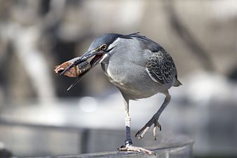 Green-backed heron, L'Oceanogràfic