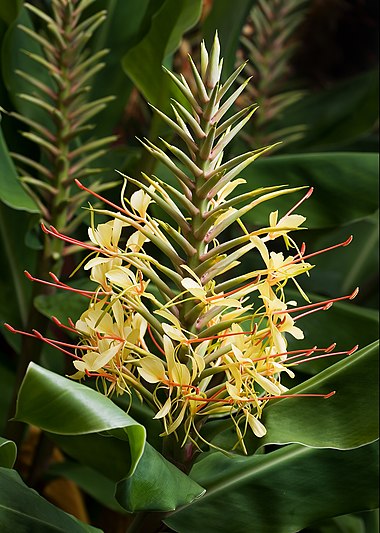 Ginger Lily (Hedychium gardnerianum)