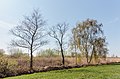 Houtwal aan het begin van de Blokslootpolder.