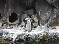 Humboldt Penguin