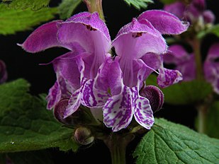 Lamium maculatum