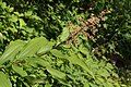 Maianthemum racemosum