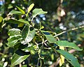 Olea paniculata