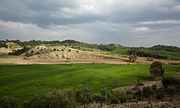 Olivos en Turquía