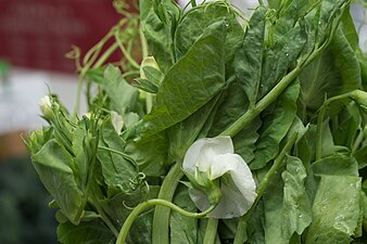 Pea shoots for sale from a Hmong farmers market vendor in California