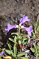 Penstemon procerus