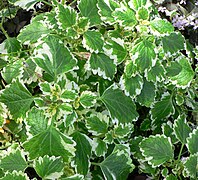 Plectranthus madagascariensis var madagascariensis 2.jpg