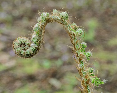 Polystichum setiferum leaf, by Famberhorst