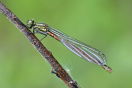 Large Red Damselfly