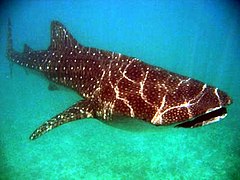 Whale shark (Rhincodon typus)