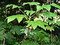 Ribes bracteosum