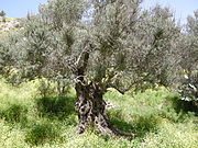 Unha oliveira, a árbore nacional.