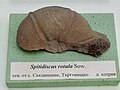 en:Spitidiscus rotula Sow. Lower en:Hauterivian, North of Saedinenie, Targovishte Province at the Sofia University "St. Kliment Ohridski" Museum of Paleontology and Historical Geology