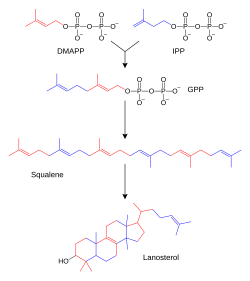Sterol synthesis.svg