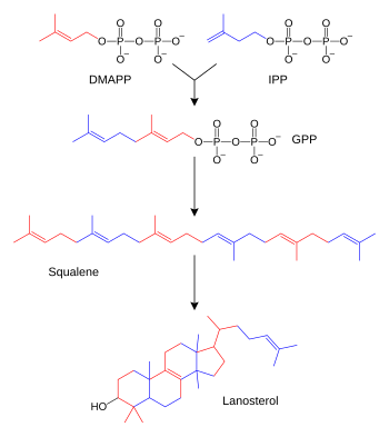 Förenklad syntesväg med terpenoidintermediärerna isopenentylpyrofosfat (IPP), dimetylallylpyrofosfat (DMAPP), geranylpyrofosfat (GPP) och squalen. Vissa mellanled har uteslutits.