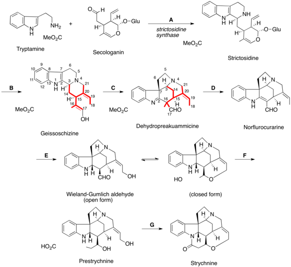 Biosynthese van strychnine