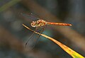 Sympetrum sinaiticum (cat.)